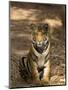 Bengal Tiger, Panthera Tigris Tigris, Bandhavgarh National Park, Madhya Pradesh, India, Asia-Thorsten Milse-Mounted Photographic Print