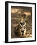 Bengal Tiger, Panthera Tigris Tigris, Bandhavgarh National Park, Madhya Pradesh, India, Asia-Thorsten Milse-Framed Photographic Print