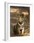 Bengal Tiger, Panthera Tigris Tigris, Bandhavgarh National Park, Madhya Pradesh, India, Asia-Thorsten Milse-Framed Photographic Print