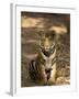 Bengal Tiger, Panthera Tigris Tigris, Bandhavgarh National Park, Madhya Pradesh, India, Asia-Thorsten Milse-Framed Photographic Print