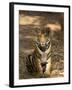 Bengal Tiger, Panthera Tigris Tigris, Bandhavgarh National Park, Madhya Pradesh, India, Asia-Thorsten Milse-Framed Photographic Print