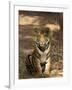 Bengal Tiger, Panthera Tigris Tigris, Bandhavgarh National Park, Madhya Pradesh, India, Asia-Thorsten Milse-Framed Photographic Print