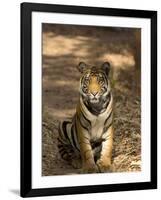 Bengal Tiger, Panthera Tigris Tigris, Bandhavgarh National Park, Madhya Pradesh, India, Asia-Thorsten Milse-Framed Photographic Print