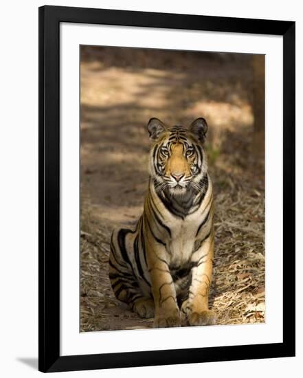 Bengal Tiger, Panthera Tigris Tigris, Bandhavgarh National Park, Madhya Pradesh, India, Asia-Thorsten Milse-Framed Photographic Print