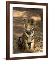 Bengal Tiger, Panthera Tigris Tigris, Bandhavgarh National Park, Madhya Pradesh, India, Asia-Thorsten Milse-Framed Photographic Print