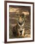 Bengal Tiger, Panthera Tigris Tigris, Bandhavgarh National Park, Madhya Pradesh, India, Asia-Thorsten Milse-Framed Photographic Print