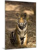 Bengal Tiger, Panthera Tigris Tigris, Bandhavgarh National Park, Madhya Pradesh, India, Asia-Thorsten Milse-Mounted Photographic Print