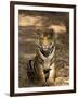 Bengal Tiger, Panthera Tigris Tigris, Bandhavgarh National Park, Madhya Pradesh, India, Asia-Thorsten Milse-Framed Photographic Print