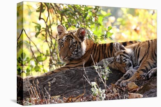 Bengal Tiger (Panthera Tigris Tigris), Bandhavgarh National Park, Madhya Pradesh, India, Asia-Kim Sullivan-Stretched Canvas