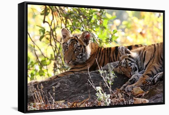 Bengal Tiger (Panthera Tigris Tigris), Bandhavgarh National Park, Madhya Pradesh, India, Asia-Kim Sullivan-Framed Stretched Canvas