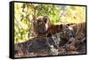 Bengal Tiger (Panthera Tigris Tigris), Bandhavgarh National Park, Madhya Pradesh, India, Asia-Kim Sullivan-Framed Stretched Canvas