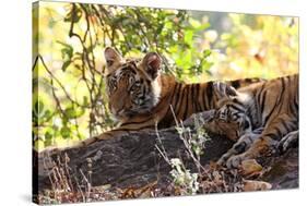 Bengal Tiger (Panthera Tigris Tigris), Bandhavgarh National Park, Madhya Pradesh, India, Asia-Kim Sullivan-Stretched Canvas