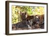 Bengal Tiger (Panthera Tigris Tigris), Bandhavgarh National Park, Madhya Pradesh, India, Asia-Kim Sullivan-Framed Photographic Print