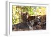 Bengal Tiger (Panthera Tigris Tigris), Bandhavgarh National Park, Madhya Pradesh, India, Asia-Kim Sullivan-Framed Photographic Print