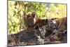 Bengal Tiger (Panthera Tigris Tigris), Bandhavgarh National Park, Madhya Pradesh, India, Asia-Kim Sullivan-Mounted Photographic Print