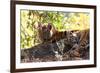 Bengal Tiger (Panthera Tigris Tigris), Bandhavgarh National Park, Madhya Pradesh, India, Asia-Kim Sullivan-Framed Photographic Print