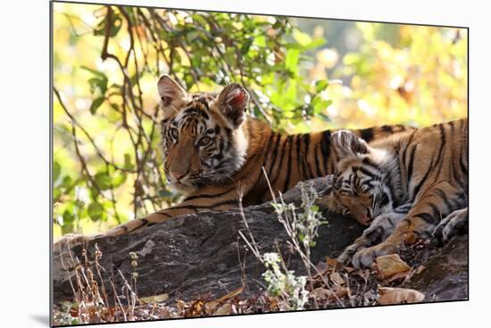 Bengal Tiger (Panthera Tigris Tigris), Bandhavgarh National Park, Madhya Pradesh, India, Asia-Kim Sullivan-Mounted Photographic Print