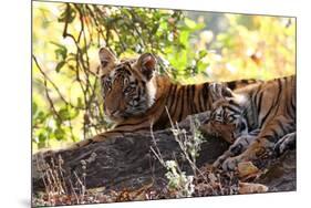 Bengal Tiger (Panthera Tigris Tigris), Bandhavgarh National Park, Madhya Pradesh, India, Asia-Kim Sullivan-Mounted Photographic Print
