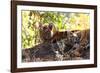 Bengal Tiger (Panthera Tigris Tigris), Bandhavgarh National Park, Madhya Pradesh, India, Asia-Kim Sullivan-Framed Photographic Print