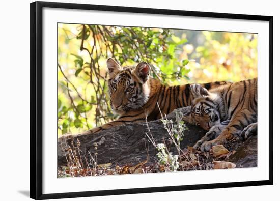 Bengal Tiger (Panthera Tigris Tigris), Bandhavgarh National Park, Madhya Pradesh, India, Asia-Kim Sullivan-Framed Photographic Print