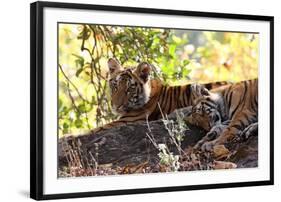 Bengal Tiger (Panthera Tigris Tigris), Bandhavgarh National Park, Madhya Pradesh, India, Asia-Kim Sullivan-Framed Photographic Print