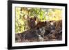 Bengal Tiger (Panthera Tigris Tigris), Bandhavgarh National Park, Madhya Pradesh, India, Asia-Kim Sullivan-Framed Photographic Print