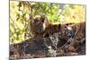 Bengal Tiger (Panthera Tigris Tigris), Bandhavgarh National Park, Madhya Pradesh, India, Asia-Kim Sullivan-Mounted Photographic Print