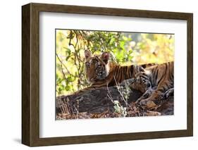 Bengal Tiger (Panthera Tigris Tigris), Bandhavgarh National Park, Madhya Pradesh, India, Asia-Kim Sullivan-Framed Photographic Print