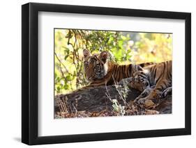 Bengal Tiger (Panthera Tigris Tigris), Bandhavgarh National Park, Madhya Pradesh, India, Asia-Kim Sullivan-Framed Photographic Print