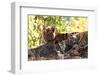 Bengal Tiger (Panthera Tigris Tigris), Bandhavgarh National Park, Madhya Pradesh, India, Asia-Kim Sullivan-Framed Photographic Print