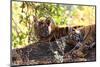 Bengal Tiger (Panthera Tigris Tigris), Bandhavgarh National Park, Madhya Pradesh, India, Asia-Kim Sullivan-Mounted Photographic Print