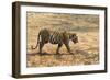 Bengal tiger (Panthera tigris tigris), Bandhavgarh National Park, Madhya Pradesh, India, Asia-Sergio Pitamitz-Framed Photographic Print