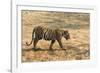 Bengal tiger (Panthera tigris tigris), Bandhavgarh National Park, Madhya Pradesh, India, Asia-Sergio Pitamitz-Framed Photographic Print