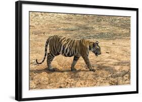 Bengal tiger (Panthera tigris tigris), Bandhavgarh National Park, Madhya Pradesh, India, Asia-Sergio Pitamitz-Framed Photographic Print