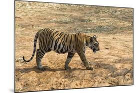 Bengal tiger (Panthera tigris tigris), Bandhavgarh National Park, Madhya Pradesh, India, Asia-Sergio Pitamitz-Mounted Photographic Print