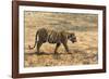 Bengal tiger (Panthera tigris tigris), Bandhavgarh National Park, Madhya Pradesh, India, Asia-Sergio Pitamitz-Framed Photographic Print