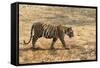 Bengal tiger (Panthera tigris tigris), Bandhavgarh National Park, Madhya Pradesh, India, Asia-Sergio Pitamitz-Framed Stretched Canvas