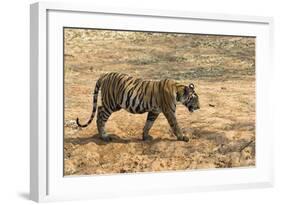 Bengal tiger (Panthera tigris tigris), Bandhavgarh National Park, Madhya Pradesh, India, Asia-Sergio Pitamitz-Framed Photographic Print