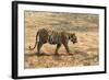 Bengal tiger (Panthera tigris tigris), Bandhavgarh National Park, Madhya Pradesh, India, Asia-Sergio Pitamitz-Framed Photographic Print