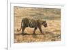 Bengal tiger (Panthera tigris tigris), Bandhavgarh National Park, Madhya Pradesh, India, Asia-Sergio Pitamitz-Framed Photographic Print