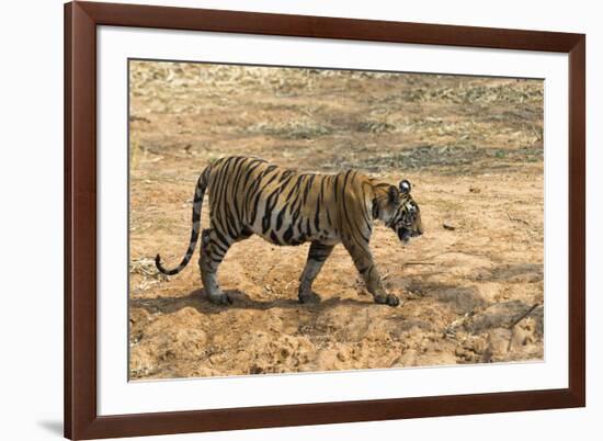 Bengal tiger (Panthera tigris tigris), Bandhavgarh National Park, Madhya Pradesh, India, Asia-Sergio Pitamitz-Framed Photographic Print