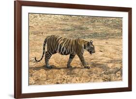 Bengal tiger (Panthera tigris tigris), Bandhavgarh National Park, Madhya Pradesh, India, Asia-Sergio Pitamitz-Framed Photographic Print