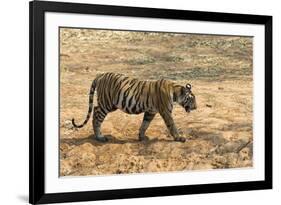 Bengal tiger (Panthera tigris tigris), Bandhavgarh National Park, Madhya Pradesh, India, Asia-Sergio Pitamitz-Framed Photographic Print
