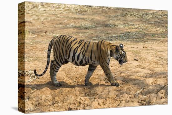 Bengal tiger (Panthera tigris tigris), Bandhavgarh National Park, Madhya Pradesh, India, Asia-Sergio Pitamitz-Stretched Canvas