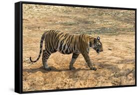 Bengal tiger (Panthera tigris tigris), Bandhavgarh National Park, Madhya Pradesh, India, Asia-Sergio Pitamitz-Framed Stretched Canvas