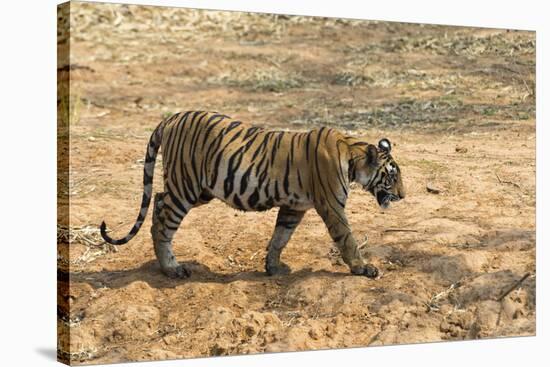 Bengal tiger (Panthera tigris tigris), Bandhavgarh National Park, Madhya Pradesh, India, Asia-Sergio Pitamitz-Stretched Canvas