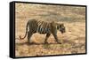 Bengal tiger (Panthera tigris tigris), Bandhavgarh National Park, Madhya Pradesh, India, Asia-Sergio Pitamitz-Framed Stretched Canvas