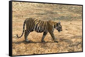 Bengal tiger (Panthera tigris tigris), Bandhavgarh National Park, Madhya Pradesh, India, Asia-Sergio Pitamitz-Framed Stretched Canvas
