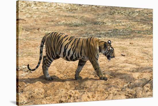 Bengal tiger (Panthera tigris tigris), Bandhavgarh National Park, Madhya Pradesh, India, Asia-Sergio Pitamitz-Stretched Canvas