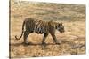 Bengal tiger (Panthera tigris tigris), Bandhavgarh National Park, Madhya Pradesh, India, Asia-Sergio Pitamitz-Stretched Canvas